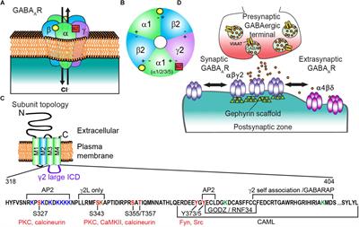 γ2 GABAAR Trafficking and the Consequences of Human Genetic Variation